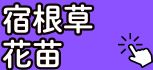 宿根草･花苗